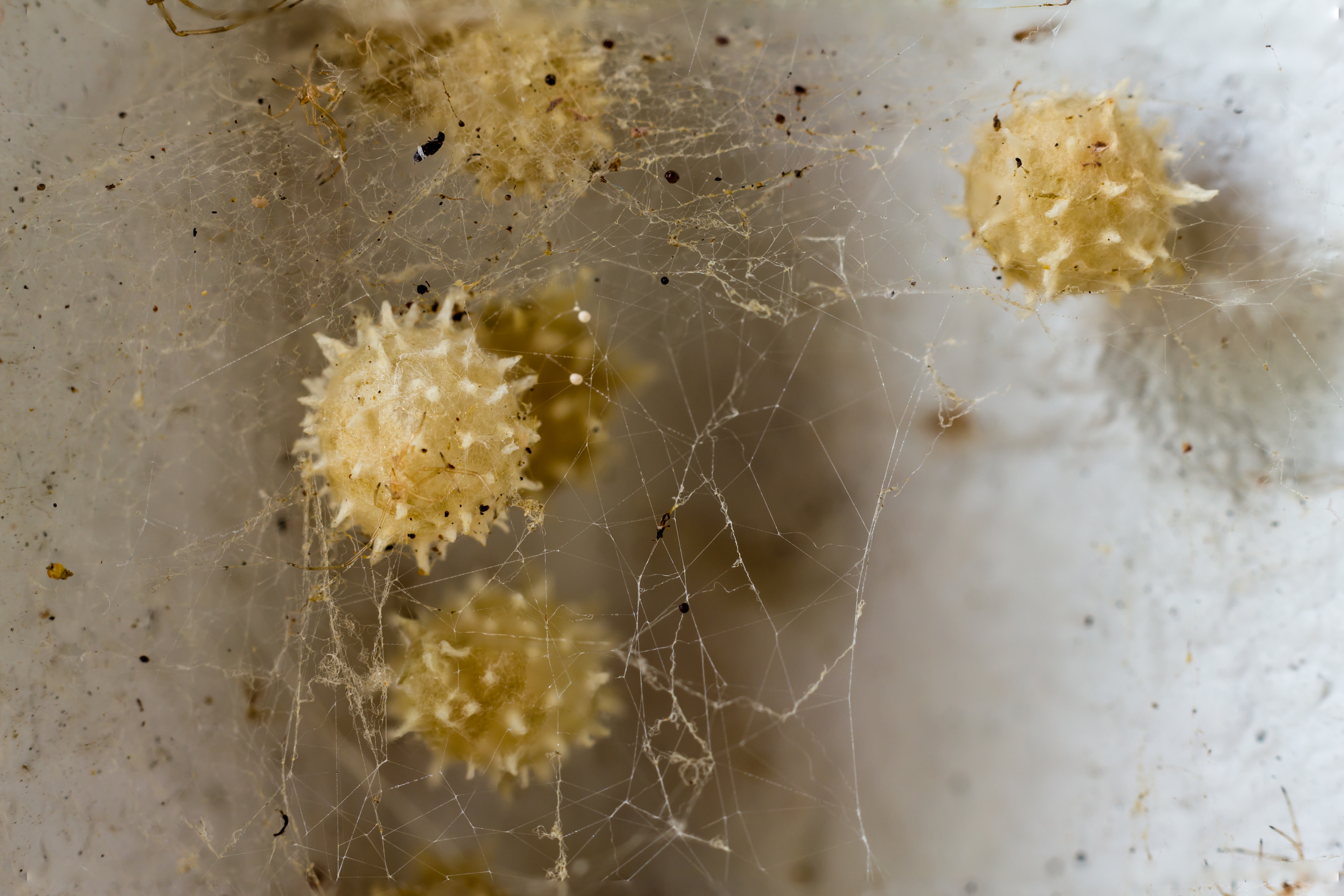 Brown widow spider eggs