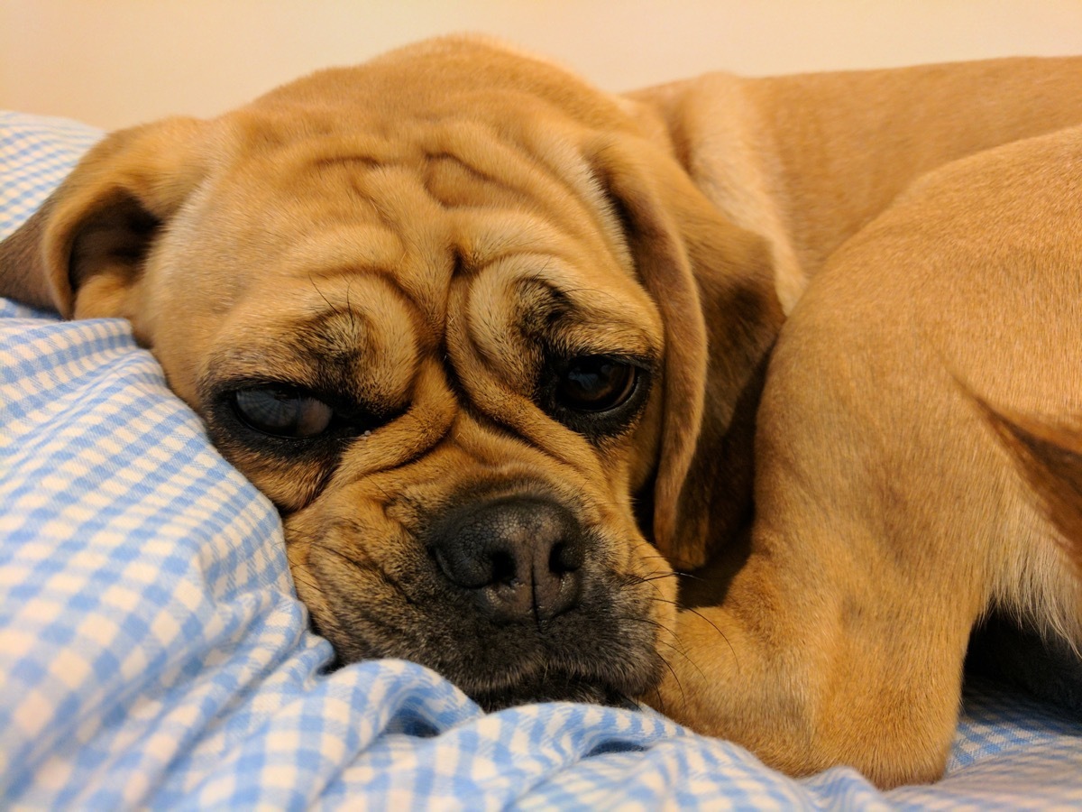 Puggle Puppy Mixed breed Dogs