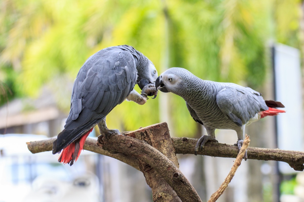 Gray African parrots helping eachother