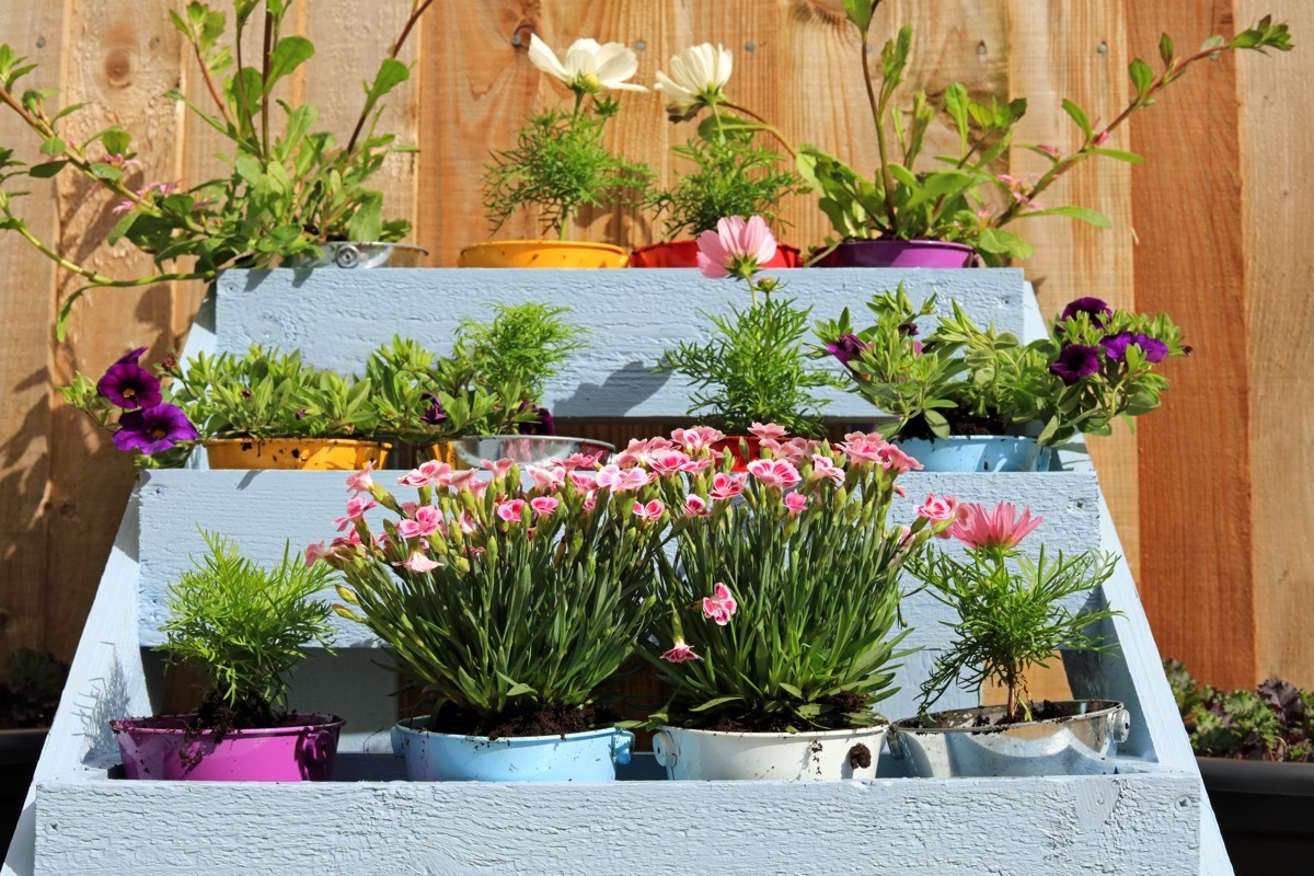 flowers in pots in tiered wooden rack