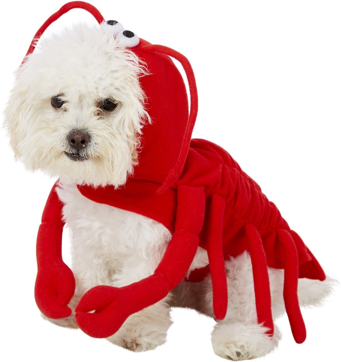 dog in lobster costume, dog halloween costumes