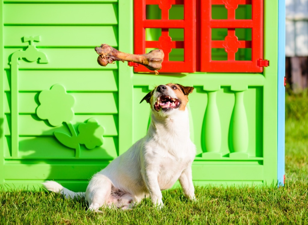 dog, dog house, celebrities not like us weird town names