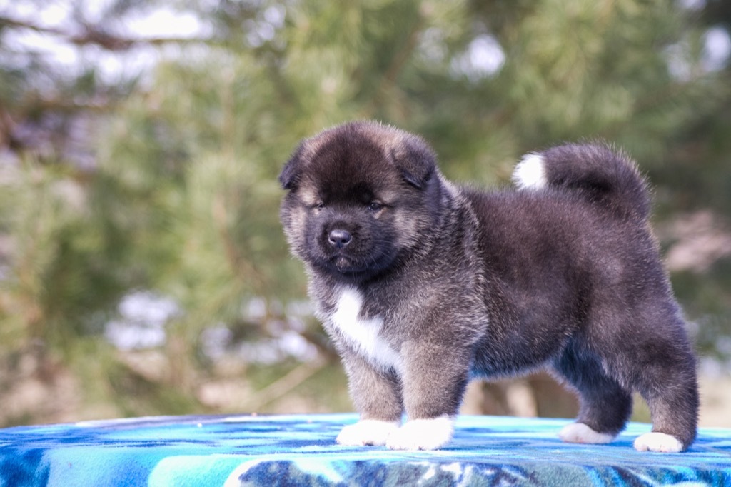 akita puppy