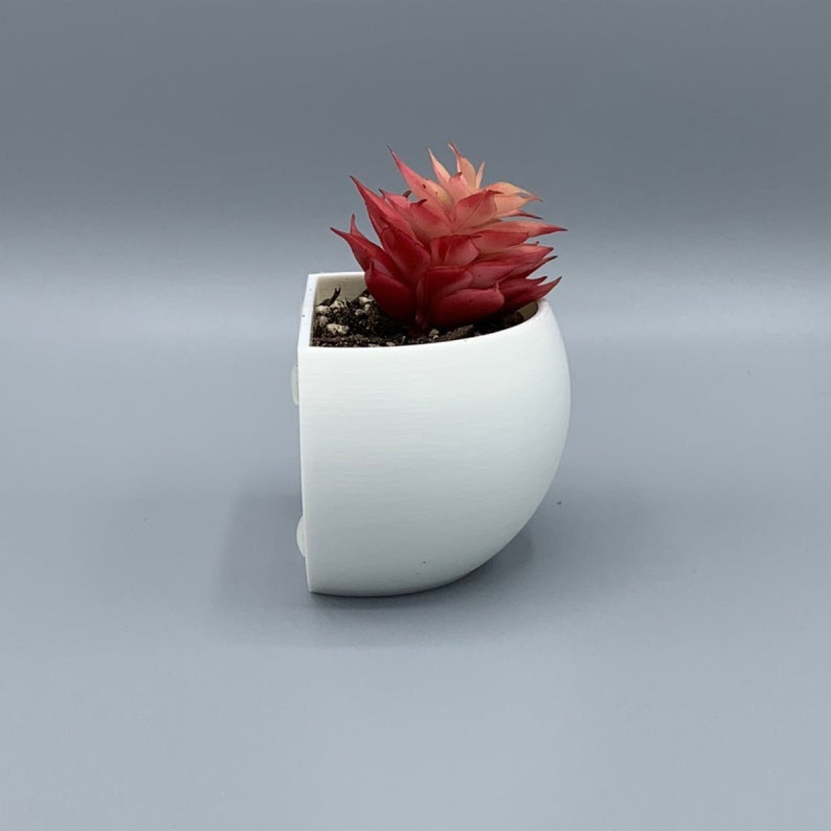 purple succulent in white pot, kitchen decorations