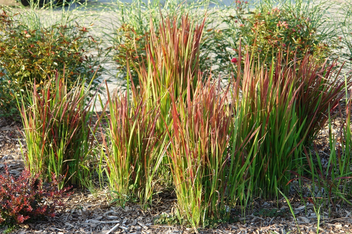 japanese blood grass