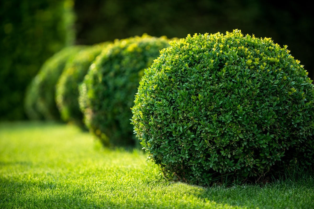 Boxwood Shrubs