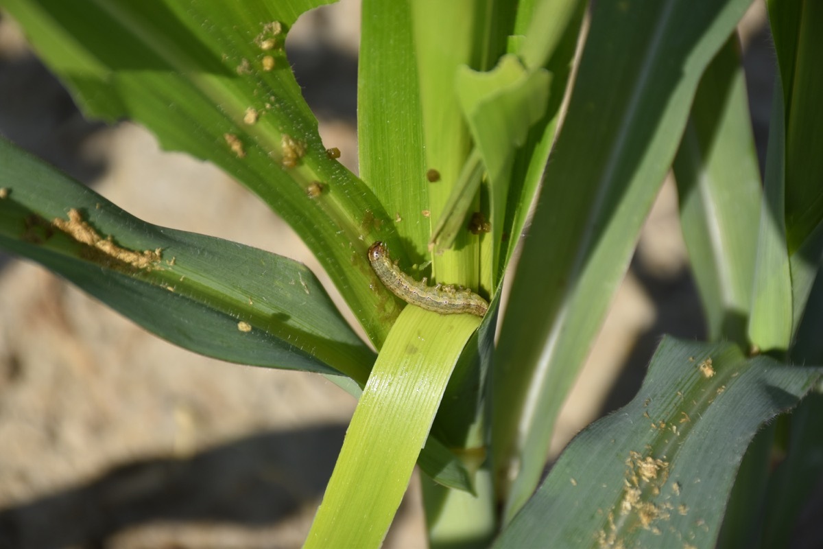  Fall Armyworm 