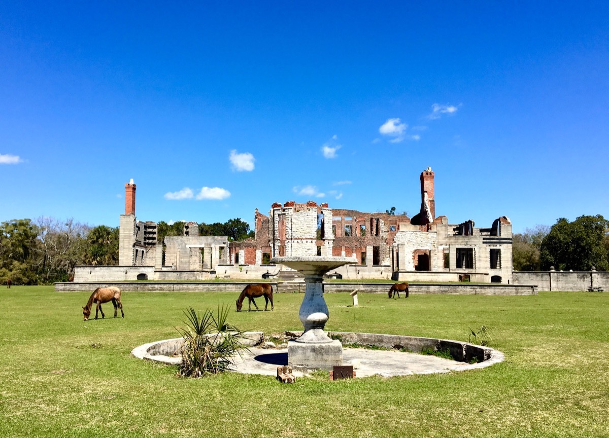 Wild horses in front of Dungeness ruins old Carnegie mansion on Cumberland Island Georgia