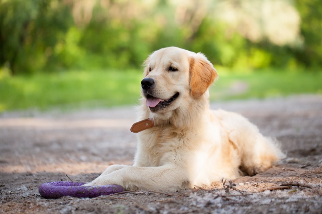 golden retriever sitting in the dirt