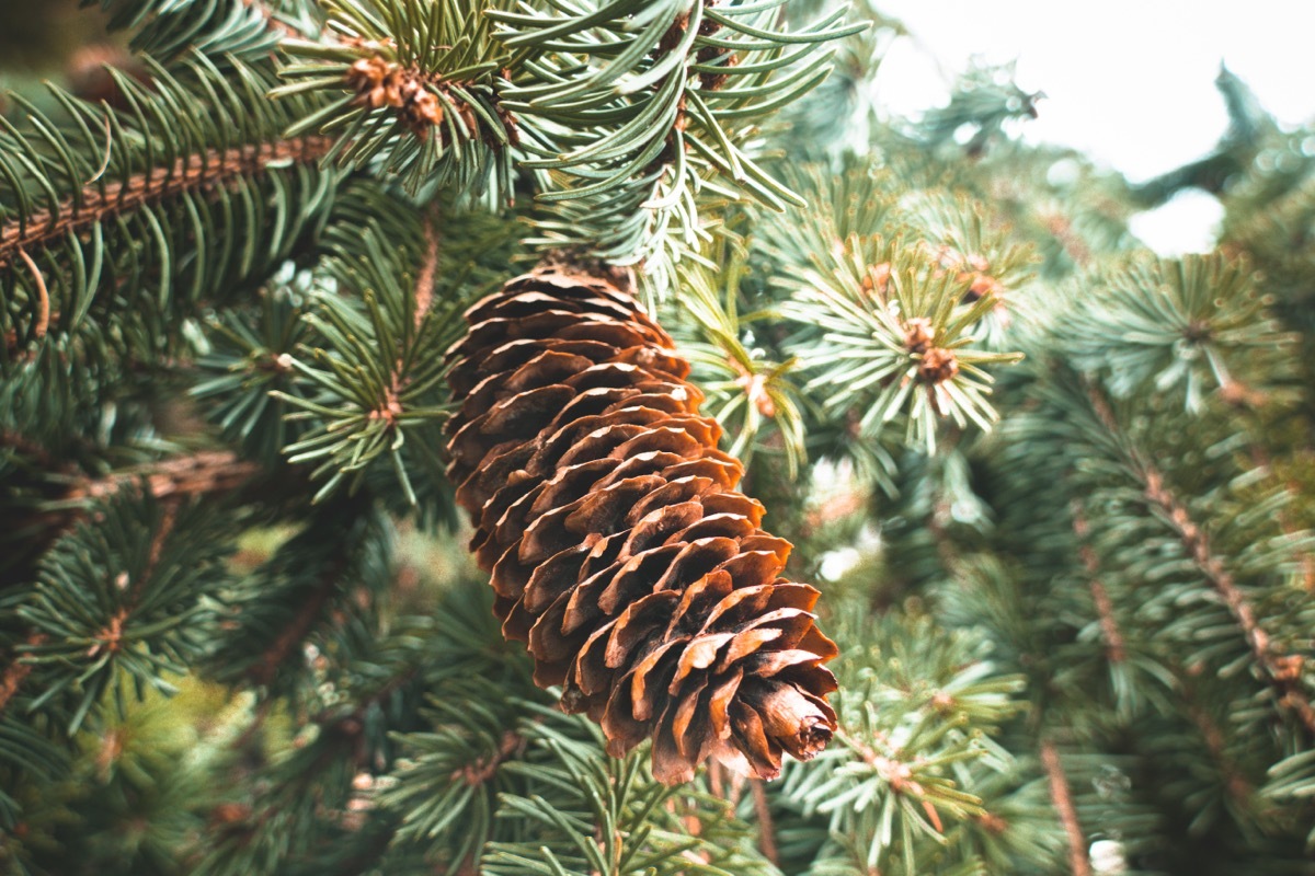 pine cone on pine tree