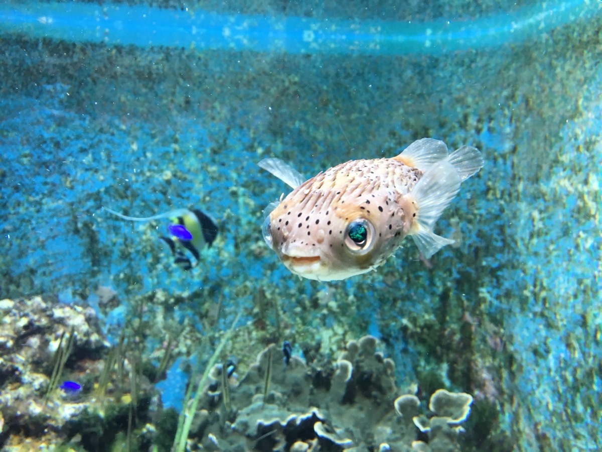 baby pufferfish in the ocean, dangerous baby animals