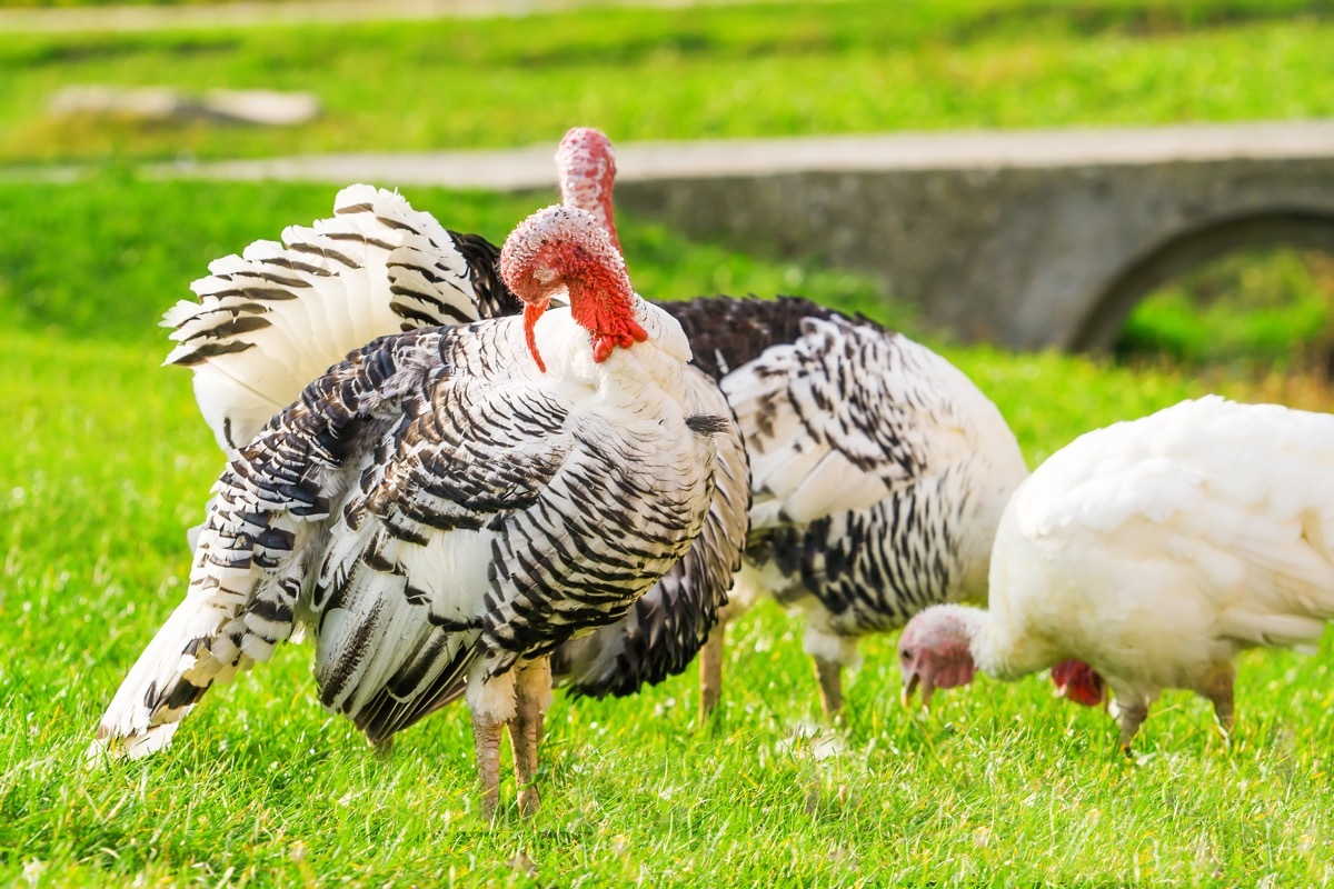 white female turkey