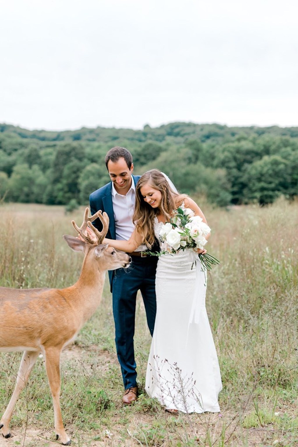 deer photobombs wedding