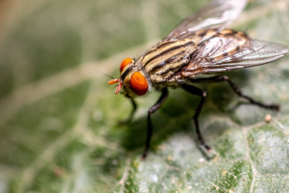 Housefly