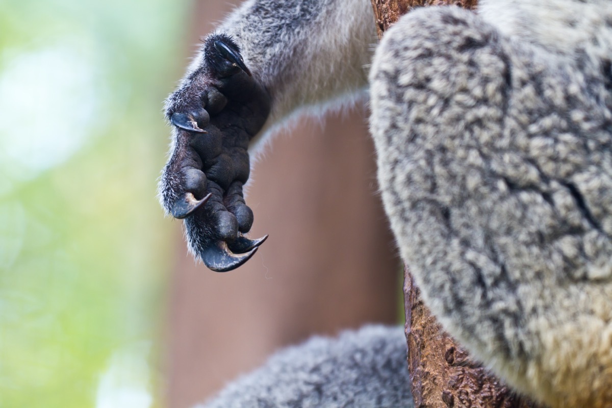 Koala hand