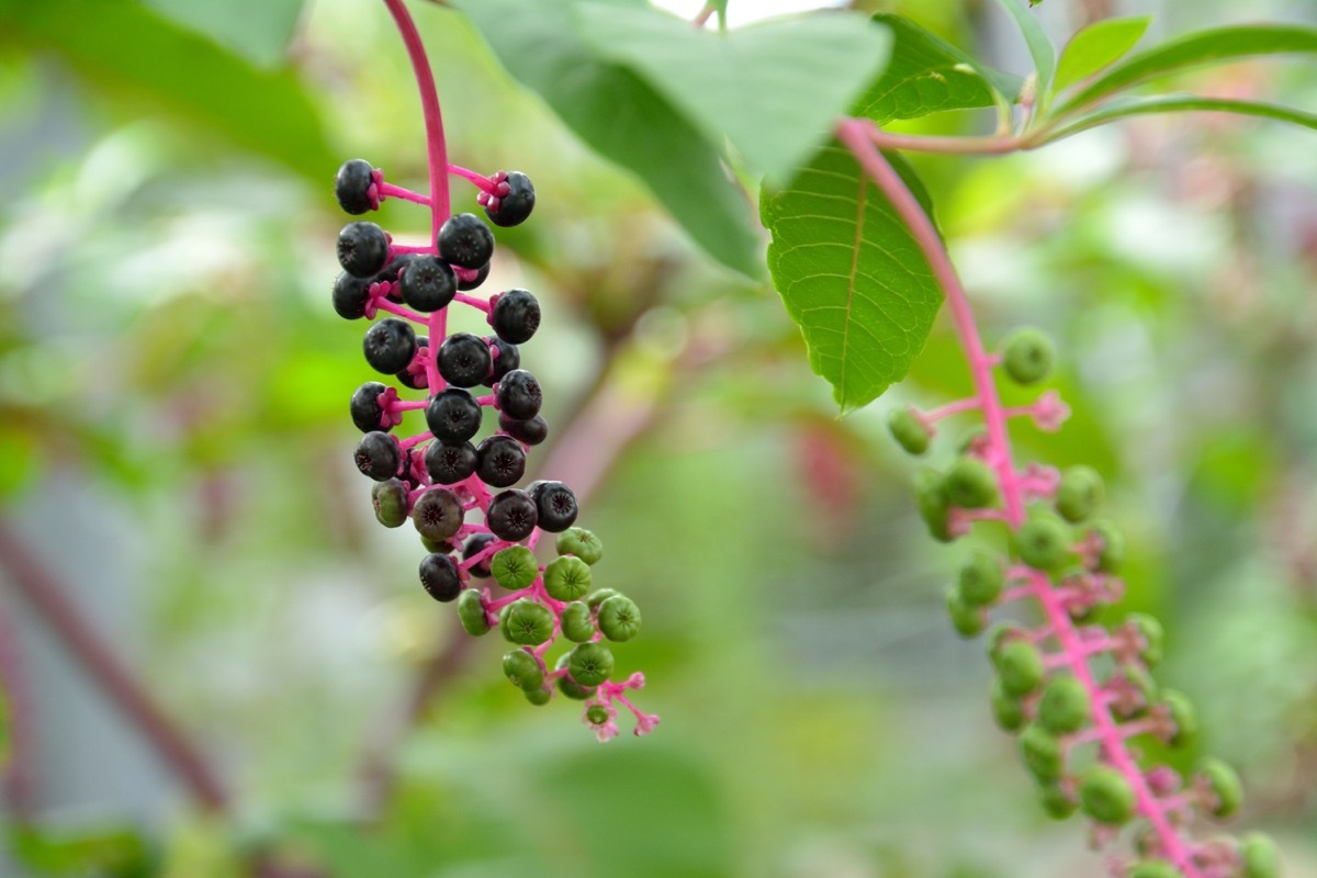 American Pokeweed Dangerous Plants in Your Backyard