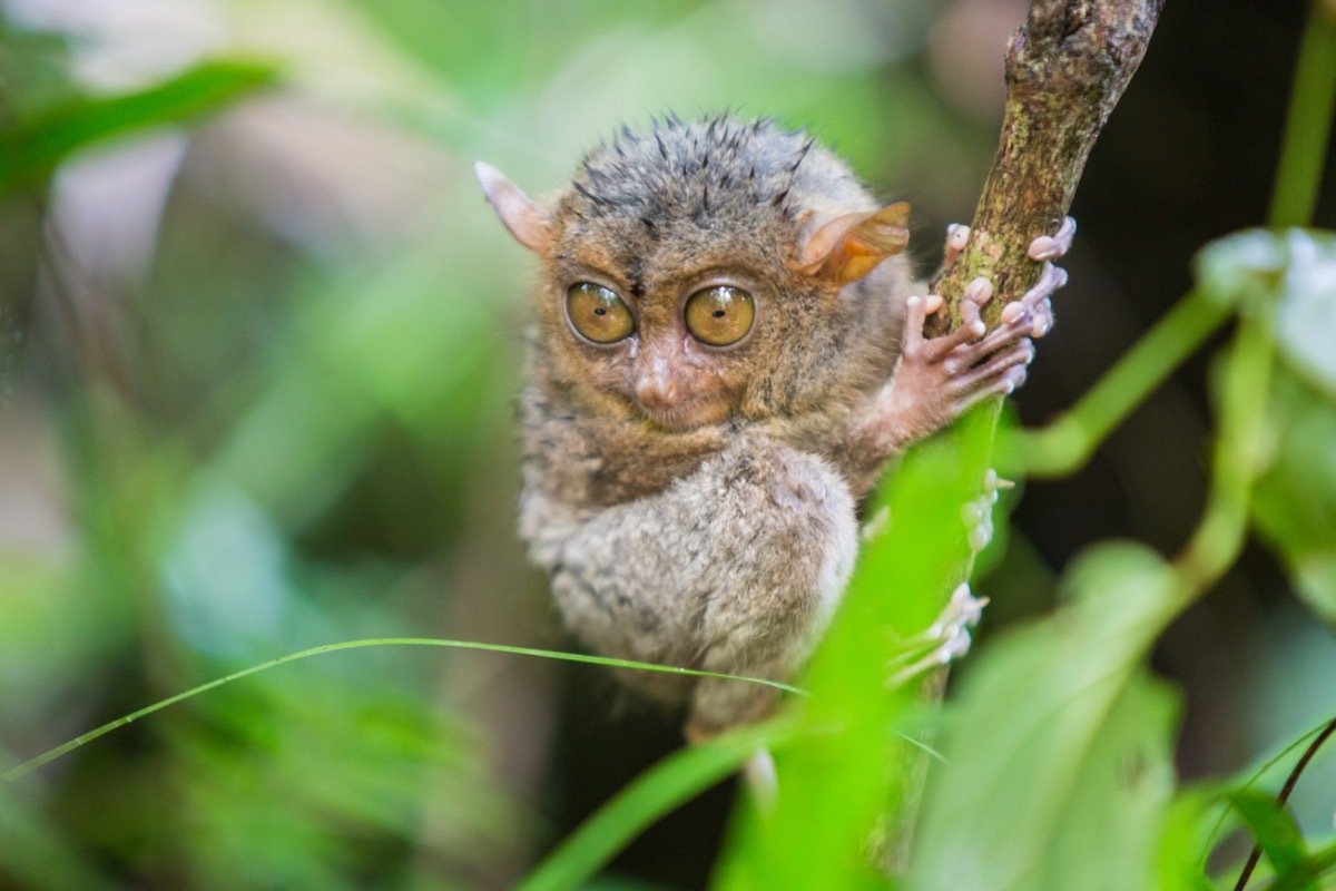 baby tarsier in the trees rainforest, dangerous baby animals