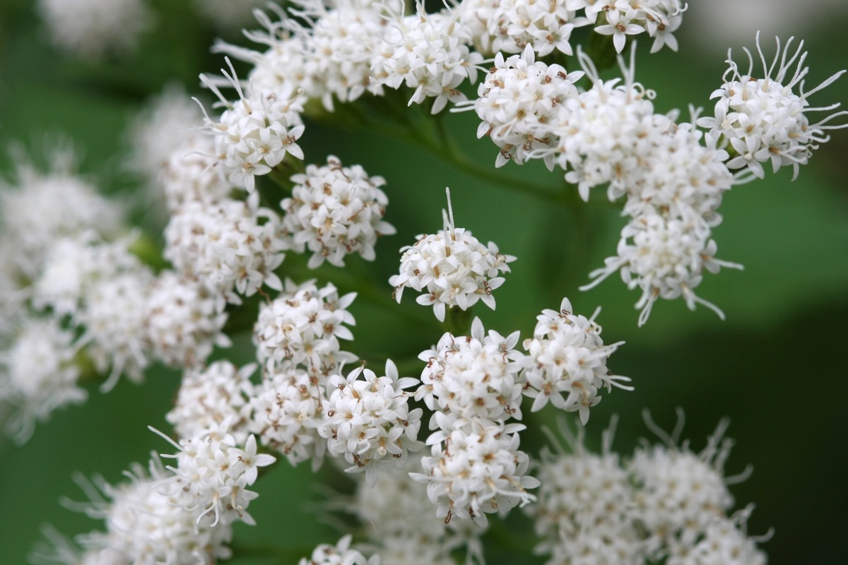 White Snakeroot Flower Dangerous Plants in Your Backyard