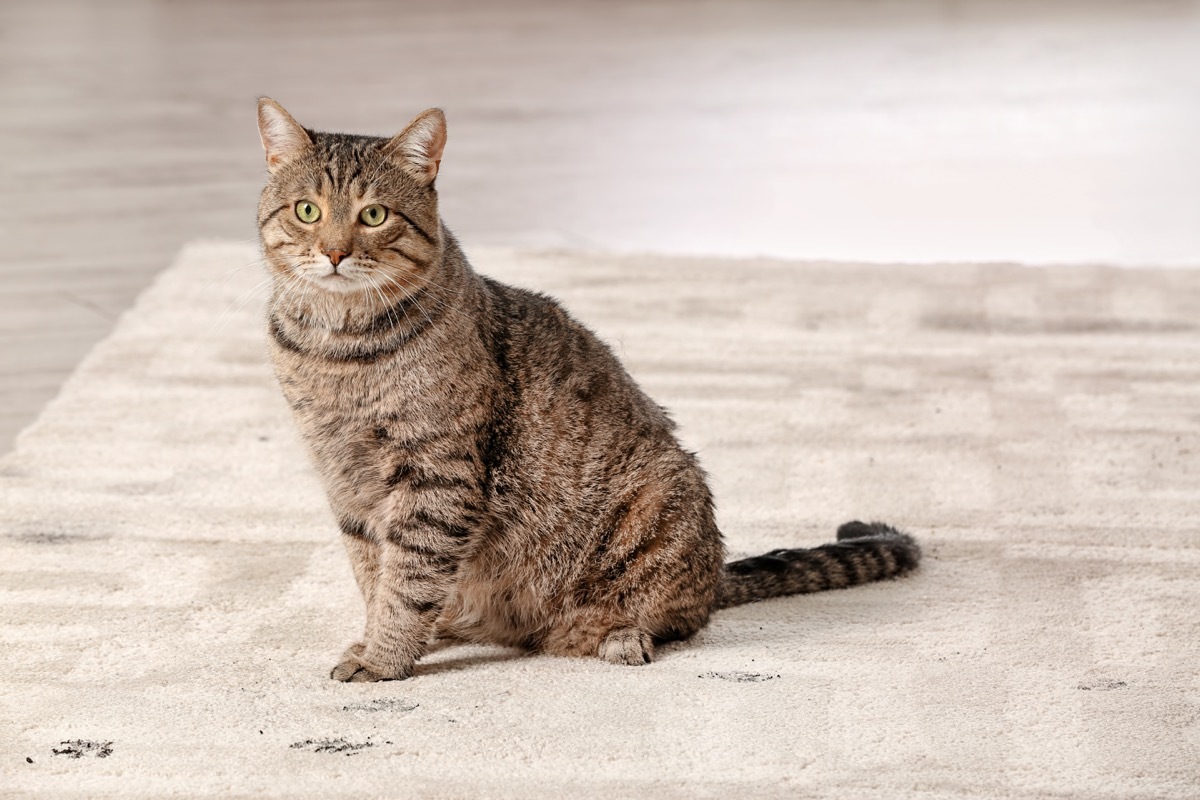 tabby cat on rug