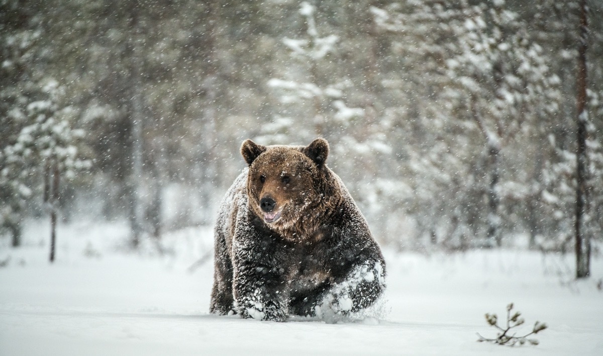 Brown bear in snow