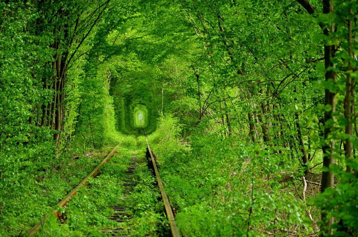 a lush green enclosed tunnel in the forest