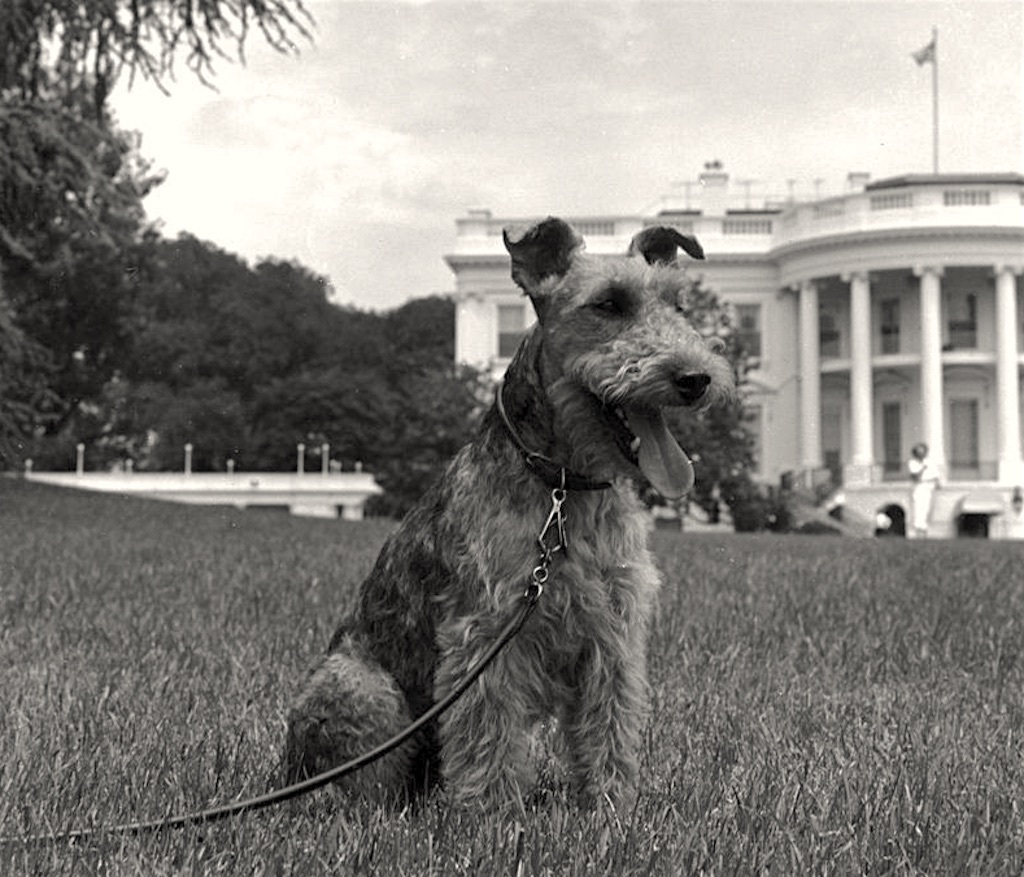 JFK Welsh Terrier Charlie