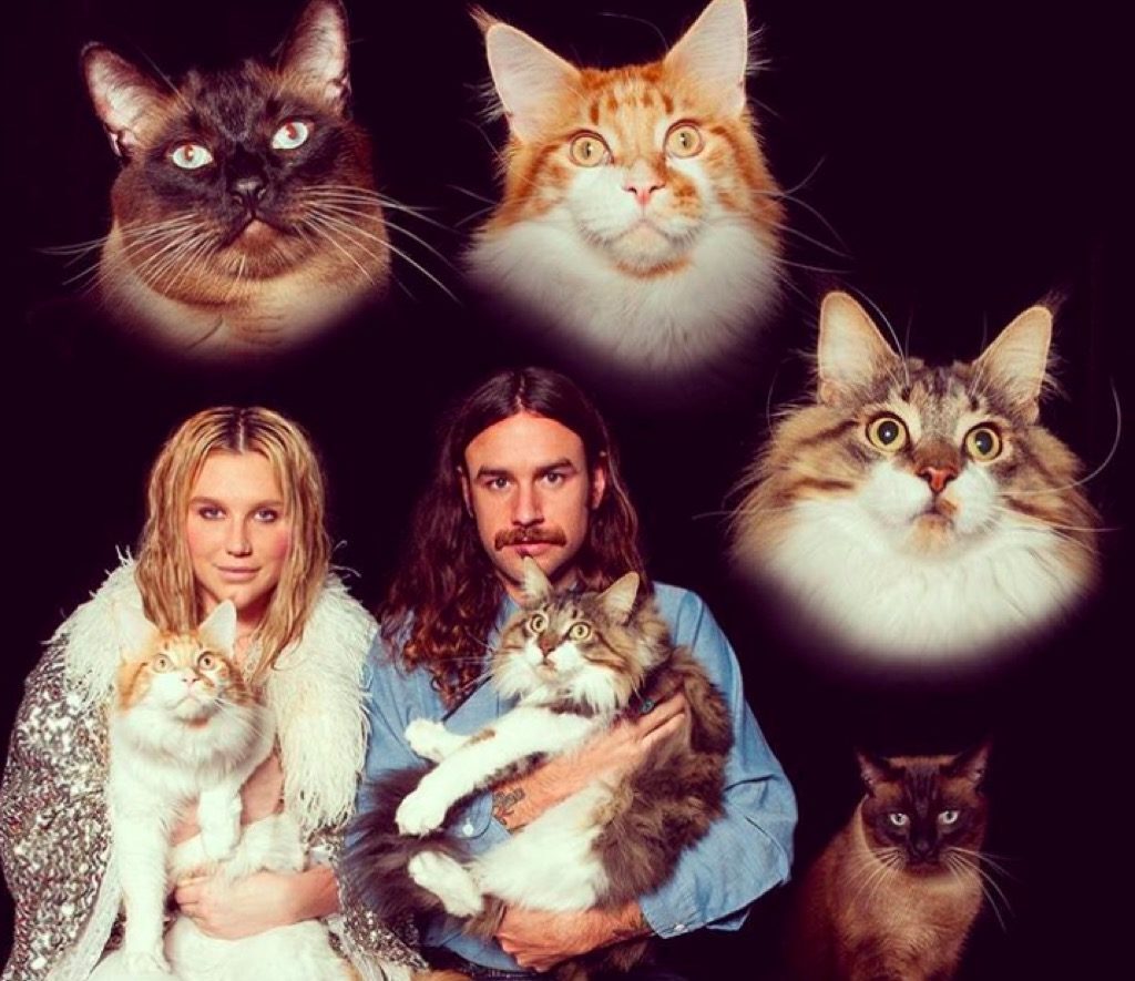 Kesha's cats