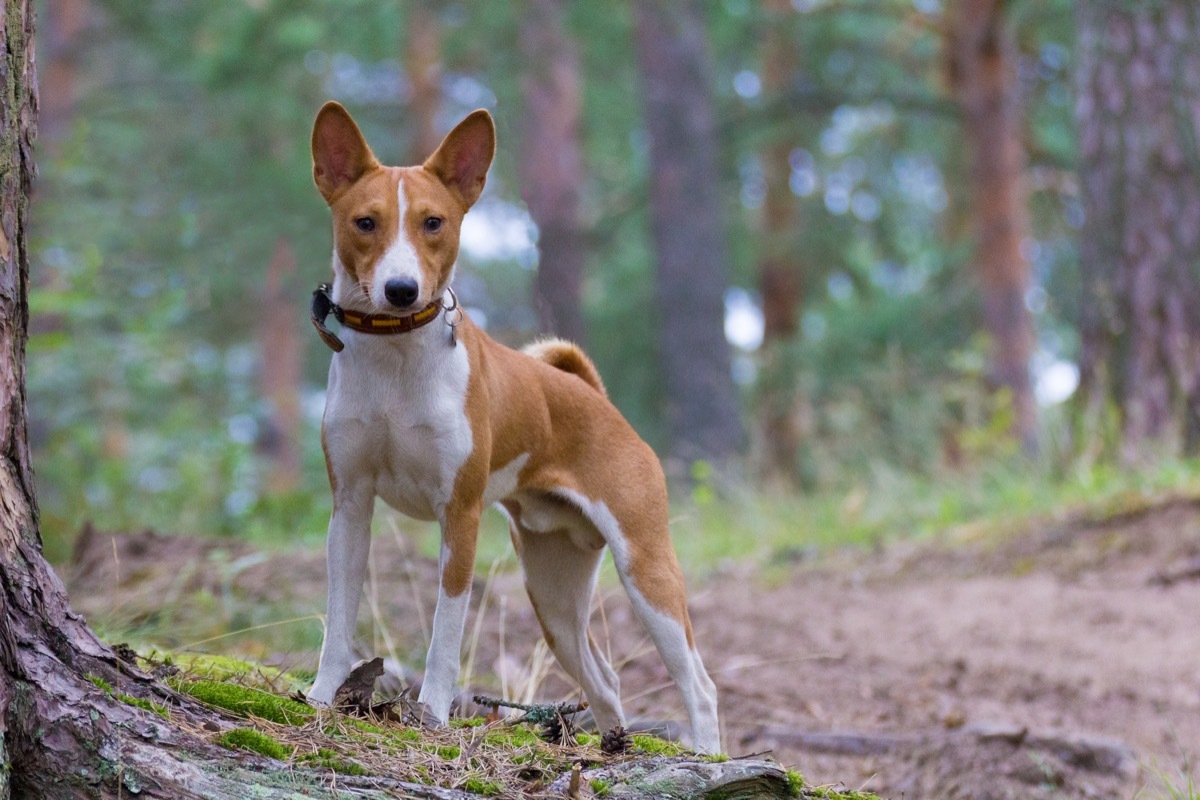 Basenji dog in the woods