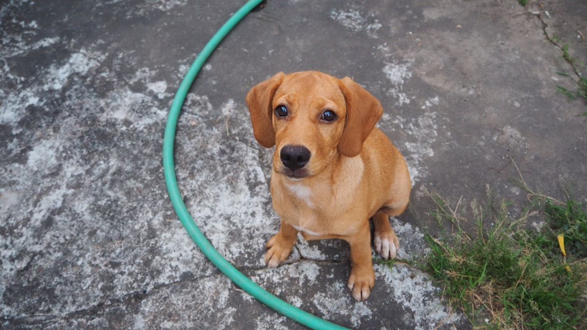 Beagle Labrador Mix Mixed Breed Dogs