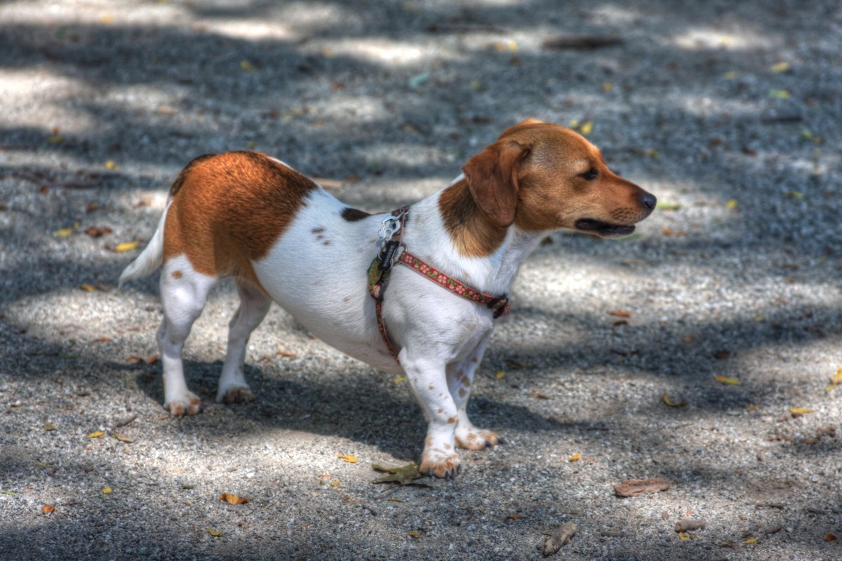 Dachshund/Chihuahua