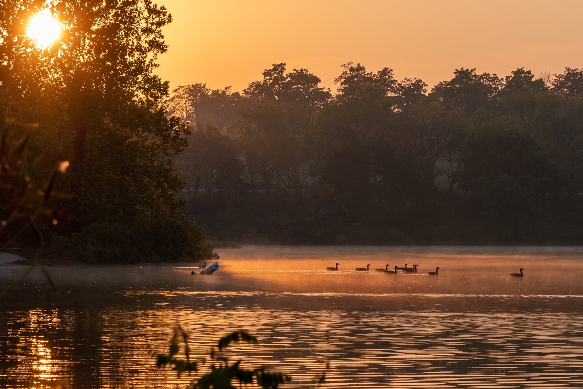 ducks on a lake in Kansas