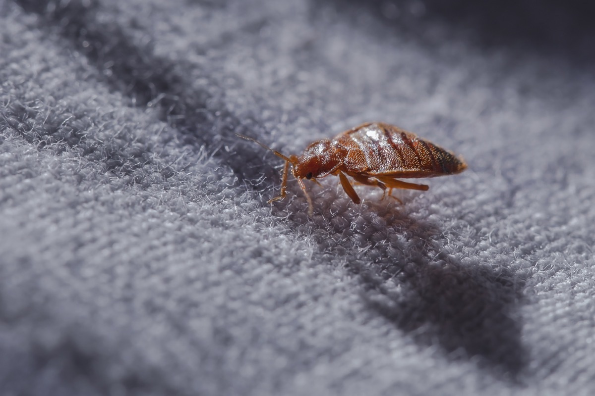 Bed bug Cimex lectularius at night in the moonlight