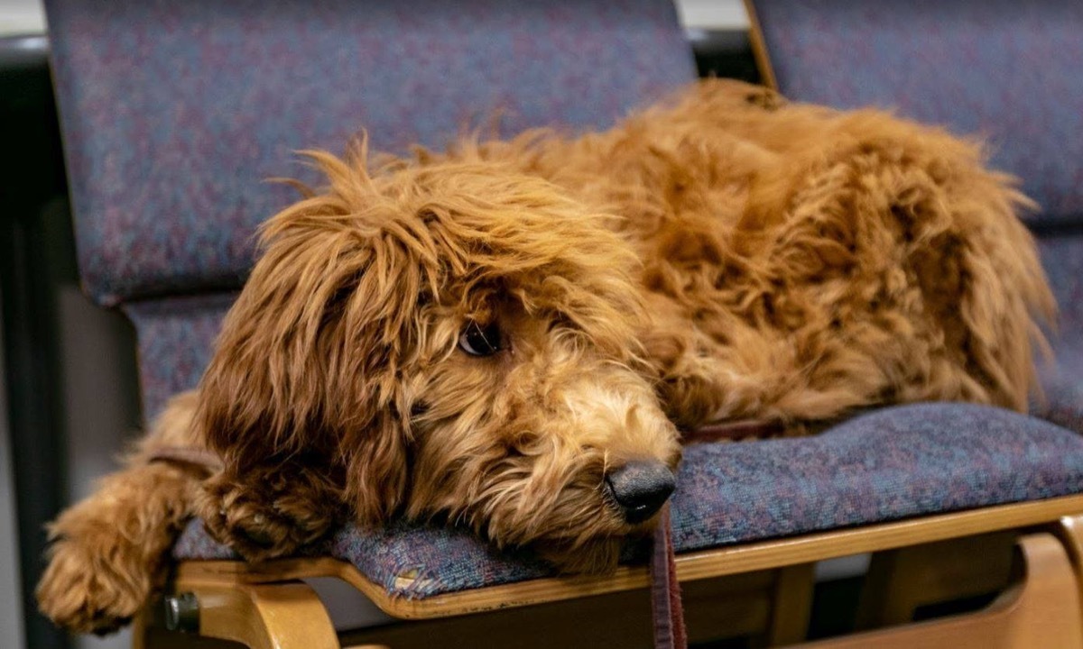 Annie therapy dog Arizona adorable police animals