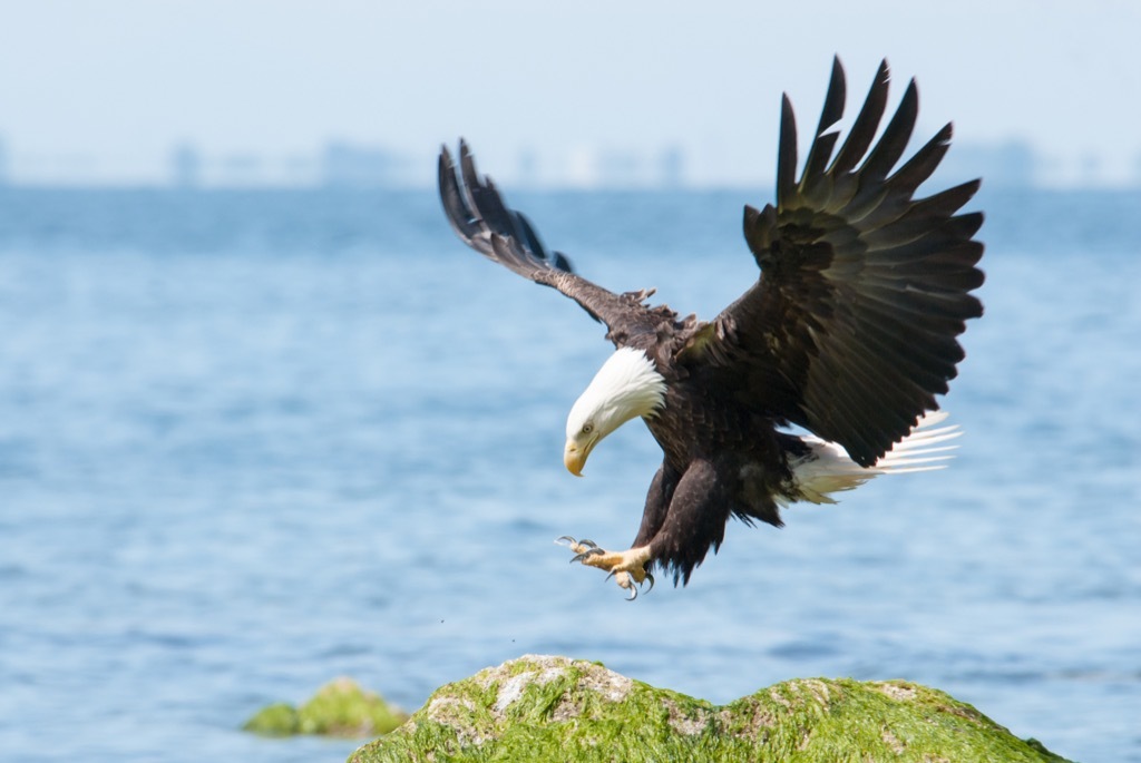 american bald eagle landing on a mossy rock with water in the background