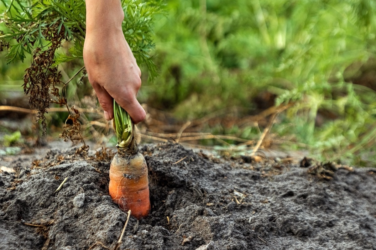 pulling carrot from garden