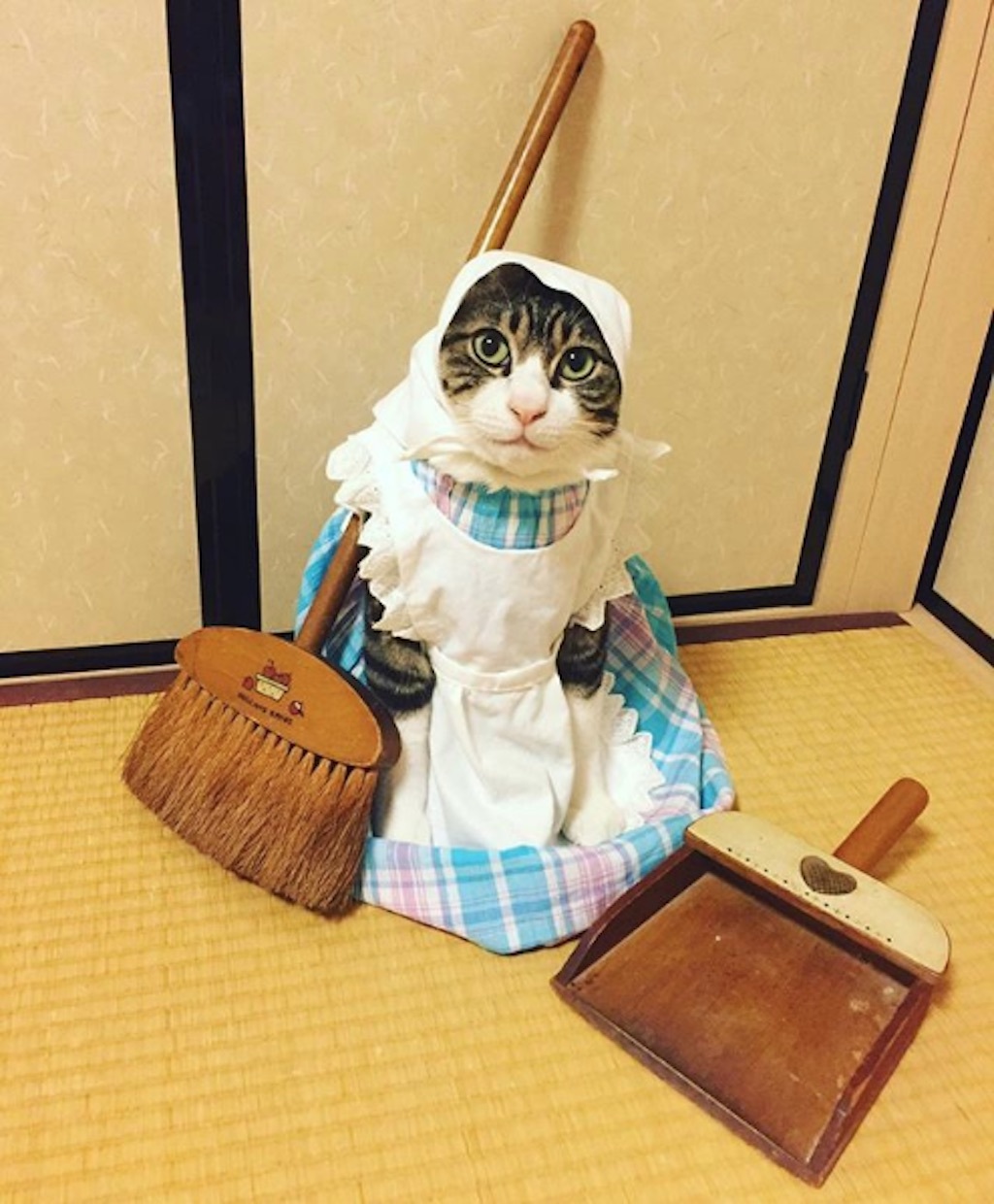 cinderella cat