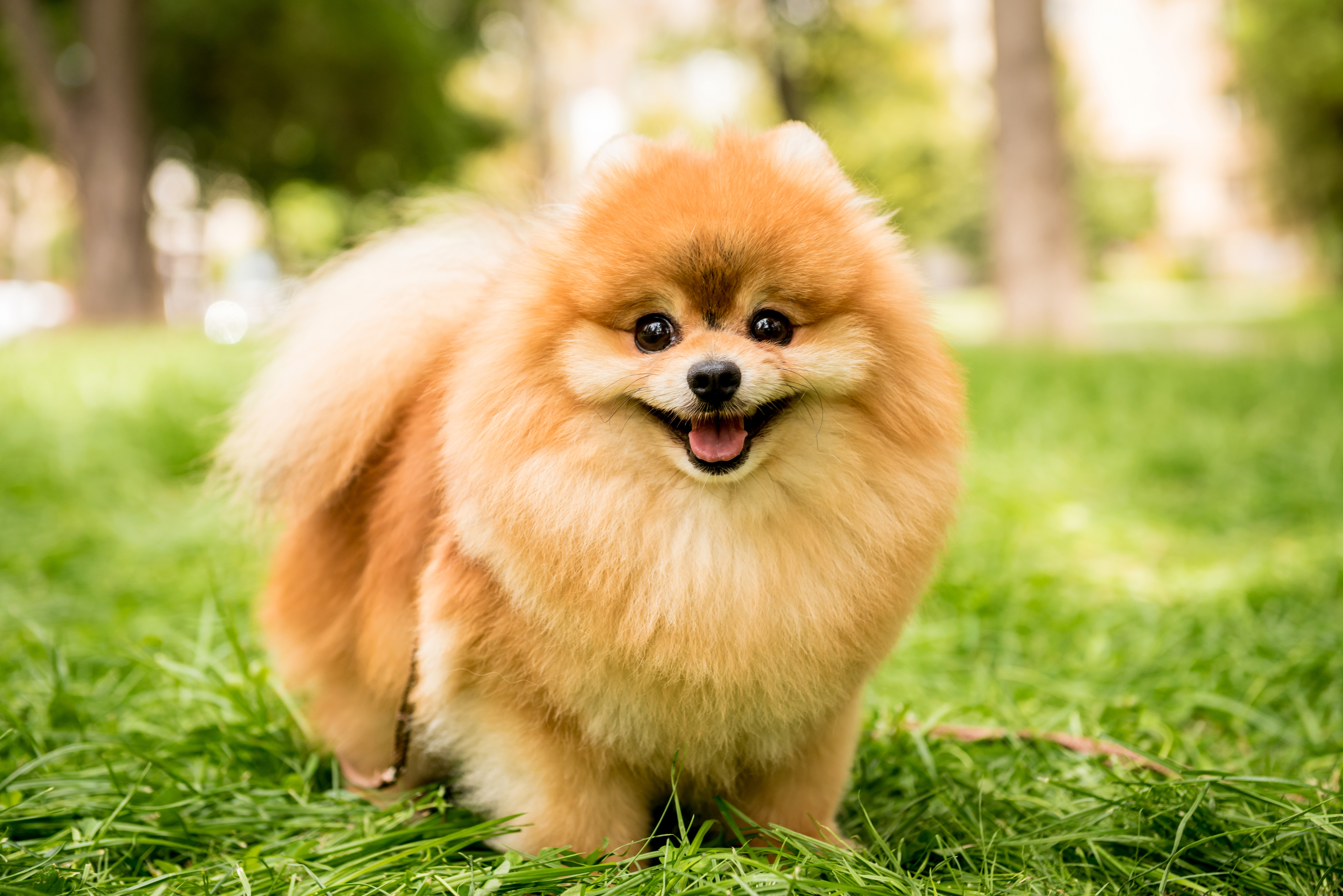 pomeranian smiling at the camera