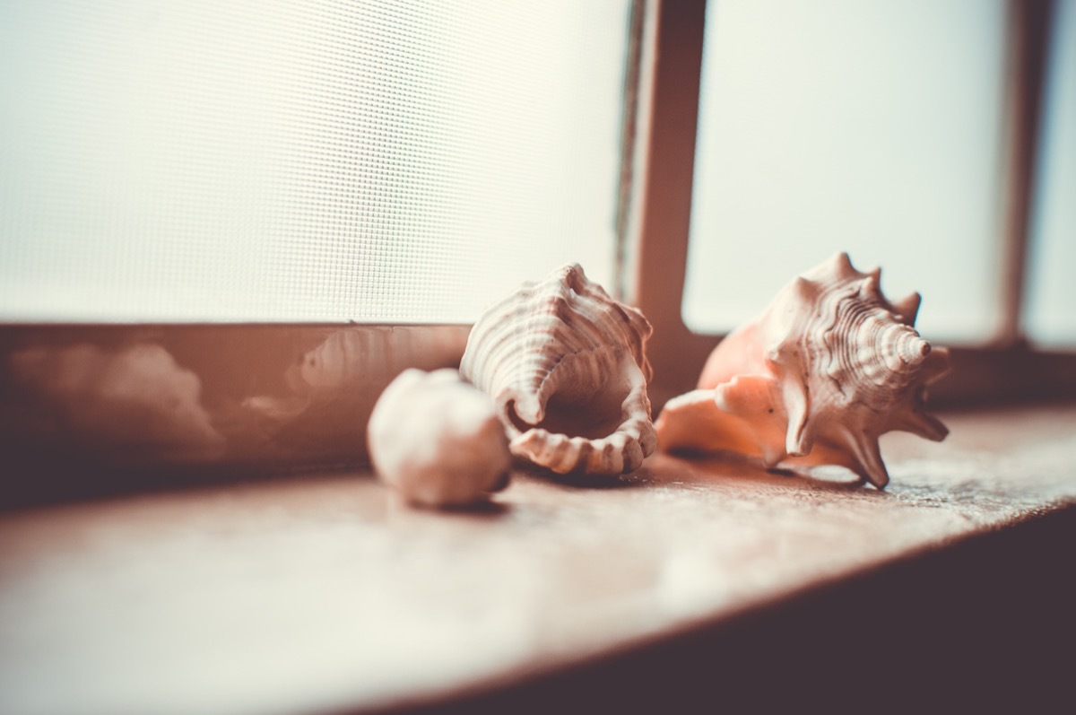 seashells dated decor