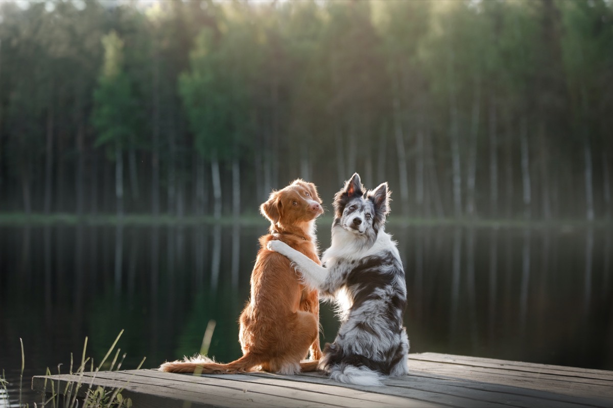 dogs on dock cuddling