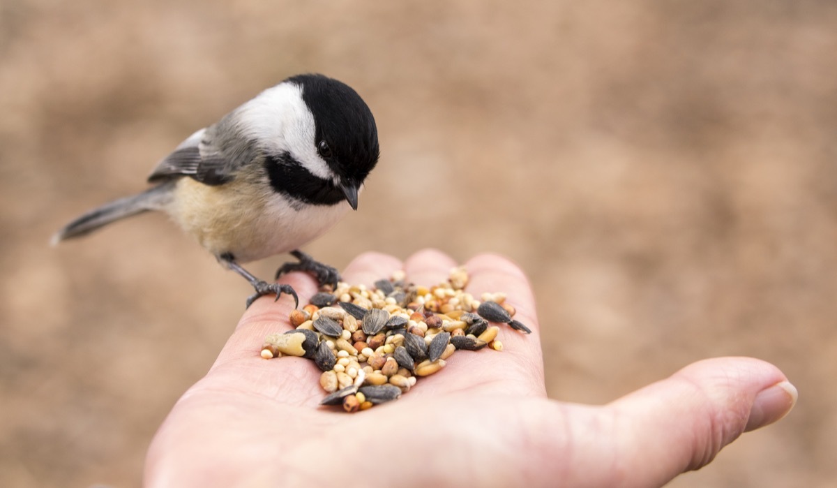 A Chickadee perches on a finger and selects seeds to eat from the palm of a hand.