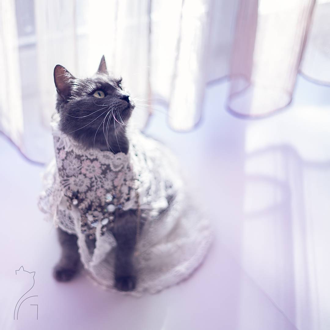 the_most_fashionable_cat_pitzush_puss_in_glam_11