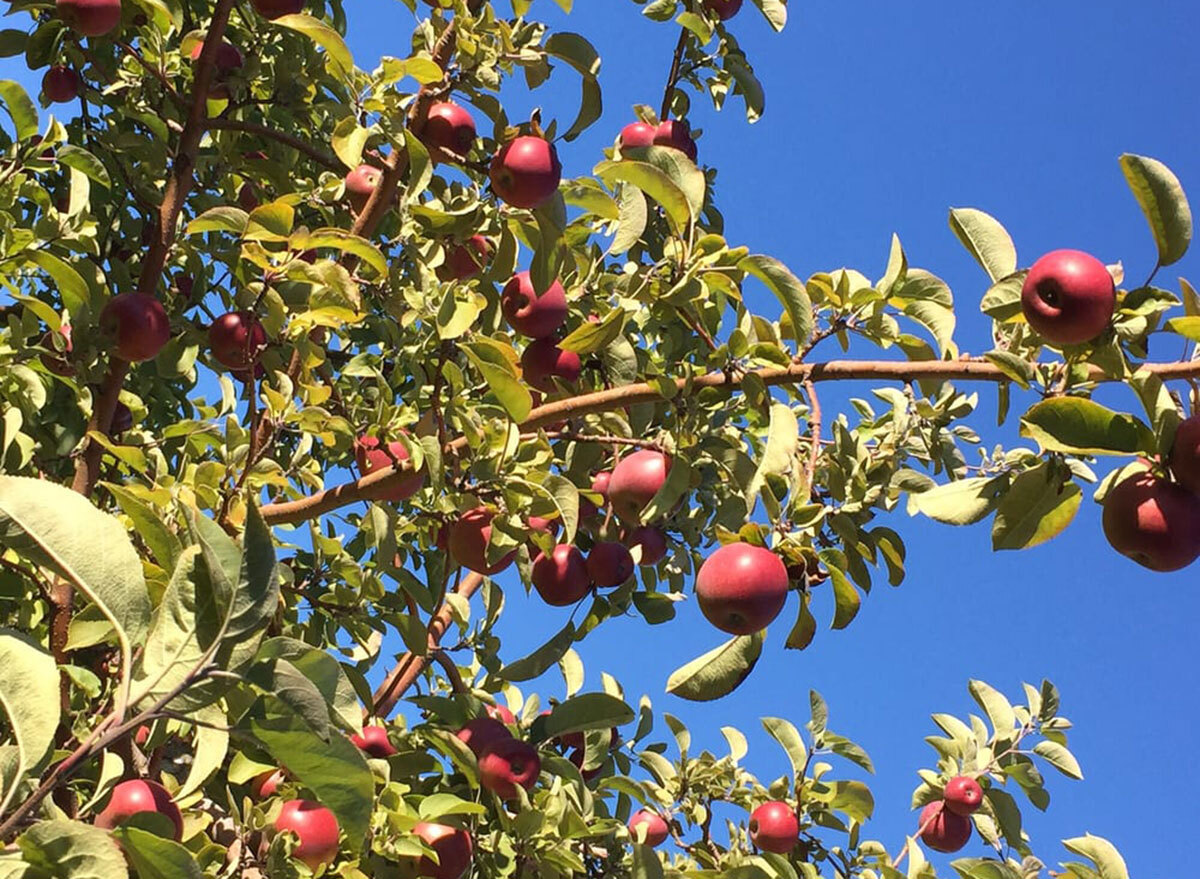 adams apple orchard vermont