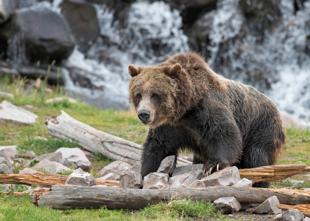 Grizzly Bear in Yellowstone National Park