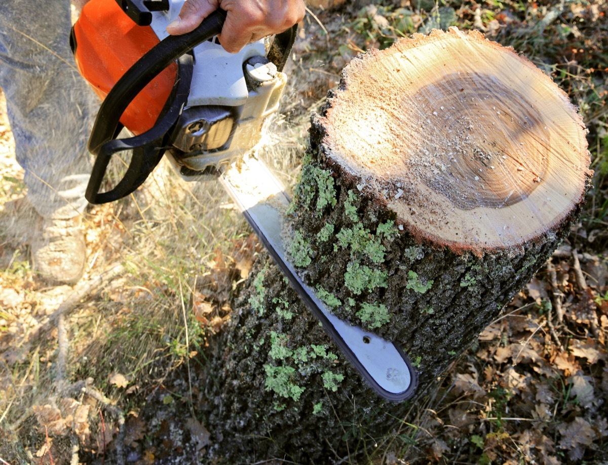 the cutting of a large tree stump