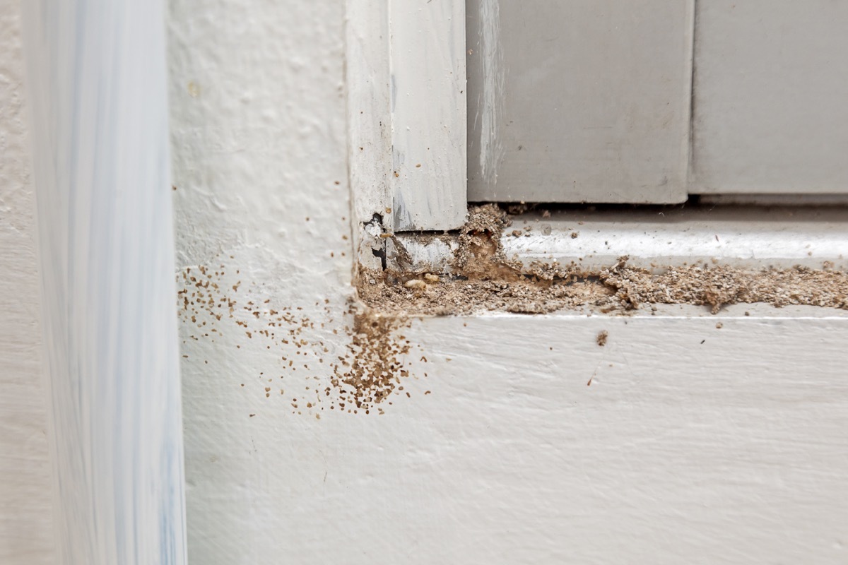 Termite making their route or Mud tunnel (Tube of Subterranean Termites), Selective focus.