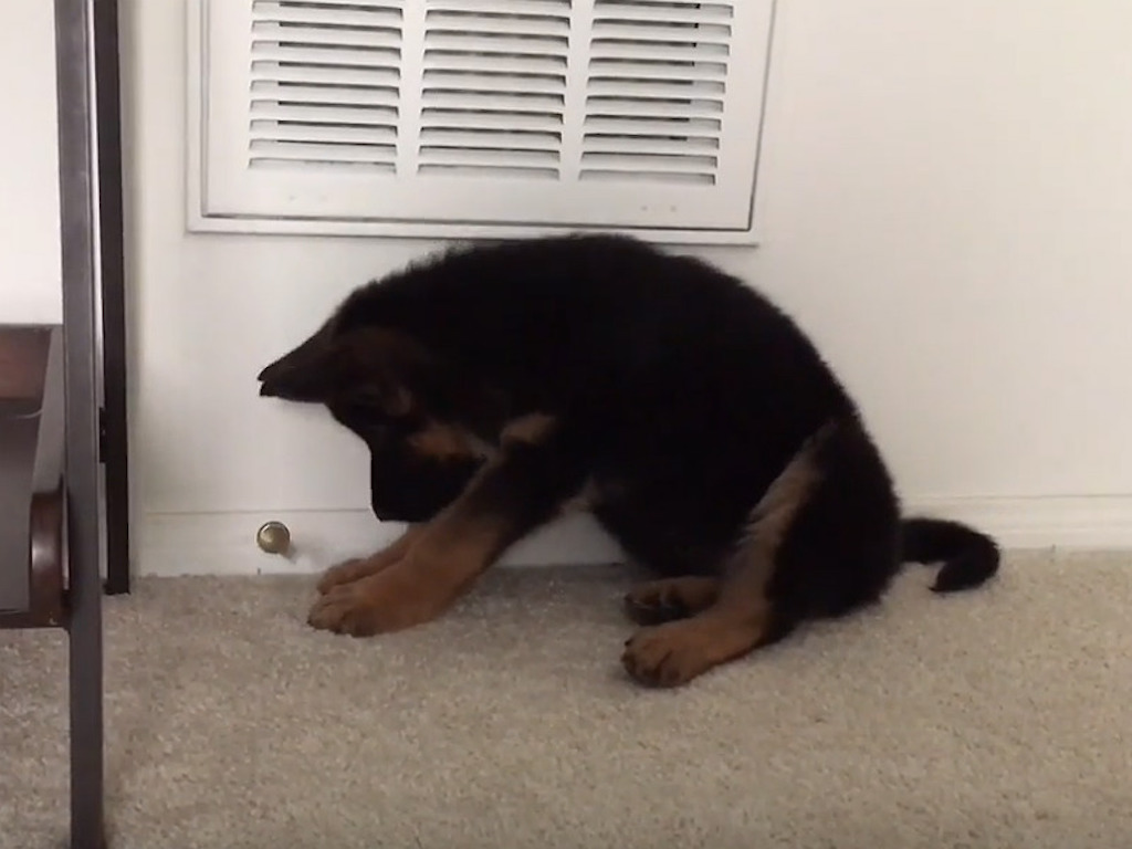 german shepherd vs doorstep 