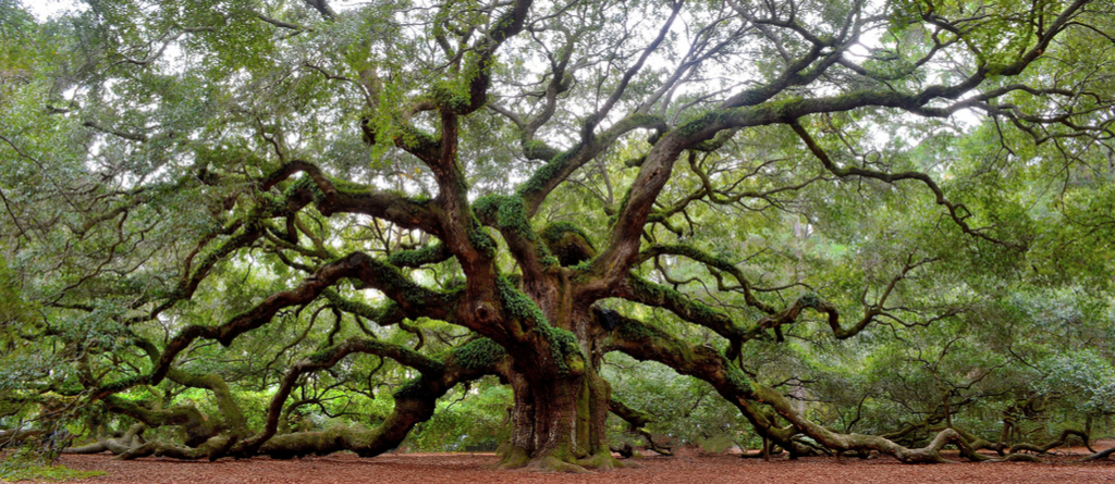 Angel Oak Tree Charleston Magical Destinations