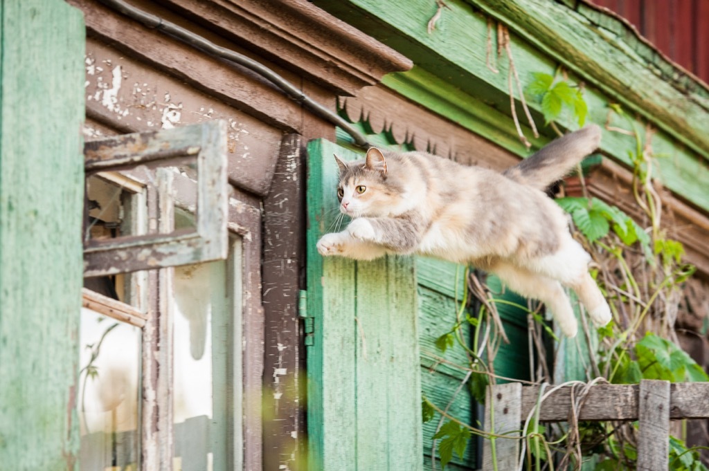 tabby cat jumping high in the air