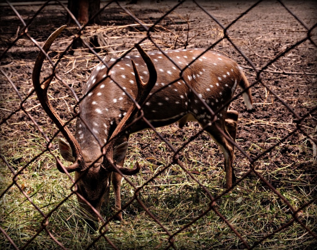 Giant Muntjac