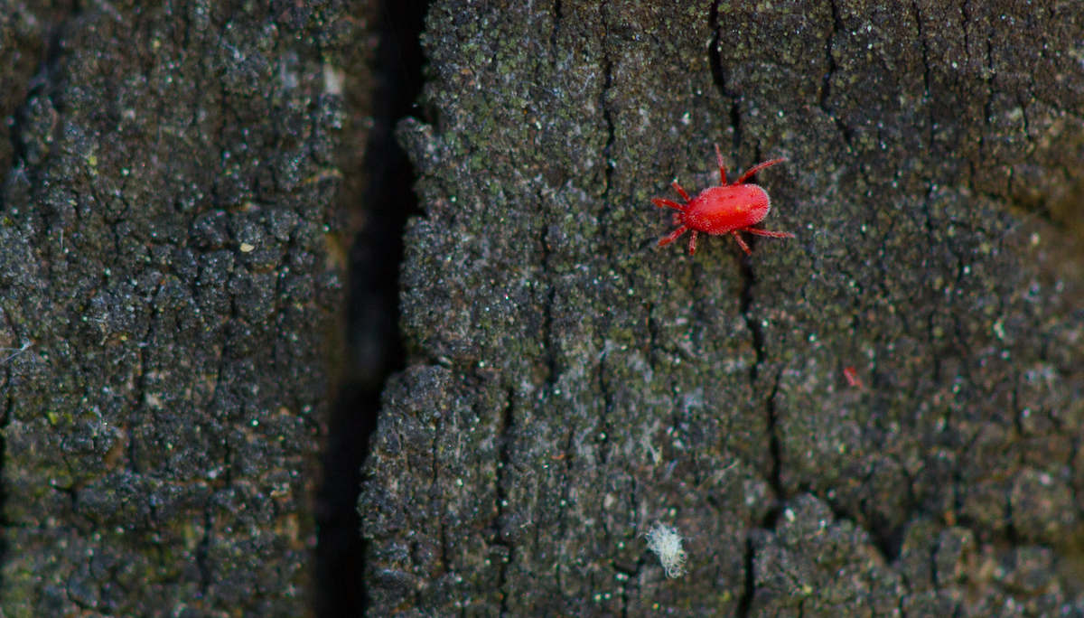 Red Clover Mite on Wood 